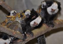 Dreifacher Nachwuchs bei den Weißgesichtseidenaffen im Zoo am Meer