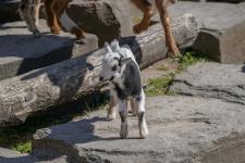 Pünktlich zu Ostern tierisch viel Nachwuchs auf dem Clemenshof - Osterdorf Lampeshausen eröffnet