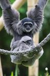 Am Samstag Welt-Gibbon-Tag in Hellabrunn