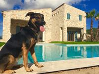 Bello statt Ballermann: Mallorca überzeugt als Destination für Reisen mit Hund