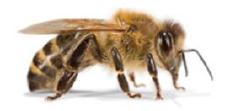 Die Evolutionsgeschichte der Wespen, Bienen und Ameisen erstmals entschlüsselt