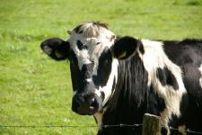 Nachhaltigkeit und Tierwohl in der Milchwirtschaft