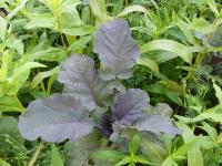 Neue Zwischenfruchtmischung TerraLife® WarmSeason