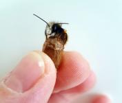 Barnhouse sucht 50 Wildbienen-Hoteliers