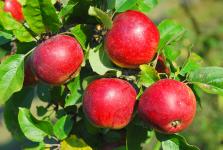 Schwäbisches Streuobstparadies
