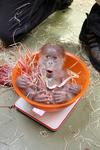 Dem Orang-Utan-Mädchen geht's weiterhin gut
