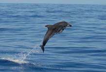 Whale Watching - Eine ethische Frage?