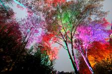 Reise ins Licht
