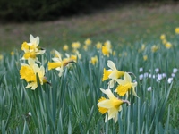 Narzissenblüte im Nationalpark Eifel