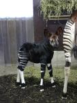 Nachwuchs bei den Okapis