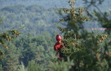 Ernte in Schwindel erregender Höhe