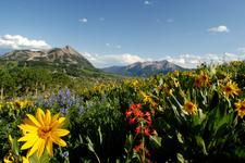 Blumige Aussichten - Sechs Tipps für Ausflüge durch Colorados Wildblumenpracht
