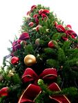 Leise rieseln die Nadeln: Tipps für den Weihnachtsbaum-Kauf und Pflege
