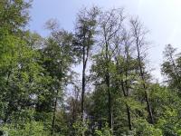 Niedersächsische Landesforsten warnen vor dem Betreten der Wälder