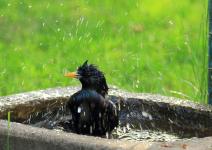 Bei Hitze und Trockenheit auch an Pflanzen und Tiere denken