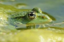 Sonderführung: Amphibios - vom Wunder der Verwandlung