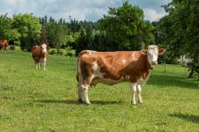 Tierschutzlabel: Positive Bilanz im 1. Halbjahr 2017