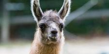 Nachwuchs bei den Lamas im Zoo Basel