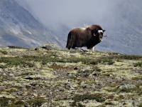 Nationalparks dreier Kontinente