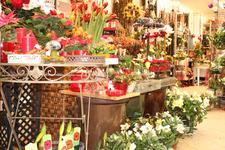 Liebesbeweis an Mensch und Umwelt: Ich schenk Dir faire Blumen