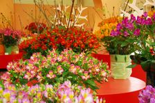 Orchideen, Lilien und Narzissen: Züchter zeigen Meisterwerke im Keukenhof