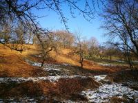 Baumschnittkurs in Schindhard