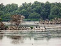 Von Menschenhand geschaffen: Neuer niederländischer Nationalpark "Nieuw Land"