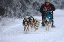 Schlittenhunderennen in Clausthal-Zellerfeld für 2011 startbereit