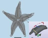 Vom Seestern zum Flugzeugflügel - Biologisch inspirierte Entwicklung von Gelenken für bewegliche Strukturen