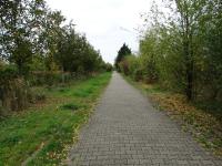 „Urbane Wälder“: neue Waldformen bereichern die Stadt
