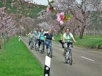 Lust auf Mandelblüten, Frühling und Pfalz