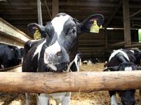 Kostenexplosion belastet Tierhalter