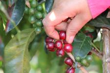 #FairCoffeeNow - Orgánico als nachhaltige Alternative für alle