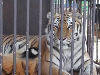 Wildtiere im Zirkus leiden bei Schnee und Minusgraden