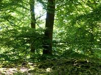 Weltnaturerbe, urige Pfade, Ruhe