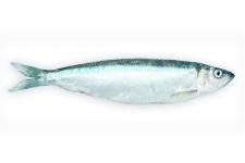 Fisch des Jahres 2021 - der Hering
