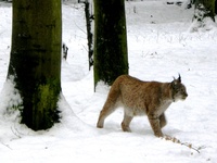 Freier Eintritt im NationalparkZentrum Kellerwald und im WildtierPark Edersee zu gewinnen