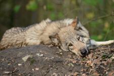 Aktionstag "Willkommen Wolf" am 30. April 2018