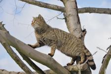 Wildkatzenbestände auf dem Weg nach oben