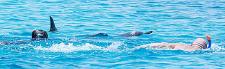 GRD fordert ein Verbot des unregulierten Massentourismus „Schwimmen mit wilden Delfinen“ vor Hurghada