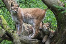 Tag des Luchses im Wildpark Schwarze Berge