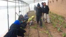 Frauen in Afghanistan bauen gemeinschaftlich „Aloe Vera“ an