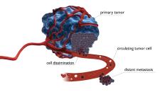 maintrac® - Liquid Biopsy - Krebsanalyse aus dem Blut