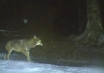 Wolfsnachweis im Nationalpark Bayerischer Wald
