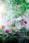 Die Königin der Blumen zwischen Realität und Fantasie