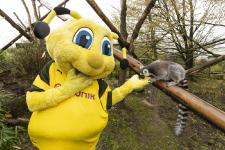 Neue Tierart im Allwetterzoo Münster: BVB-Biene EMMA schwirrt am 5. Mai durch den Allwetterzoo