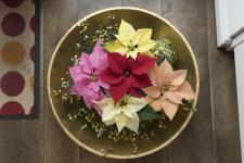 Unschlagbares Poinsettien-Sortiment für eine erfolgreiche Mini-Produktion – mit den beiden Top-Favoriten 'J’Adore White Pearl' und 'Scandic Early 2.0'