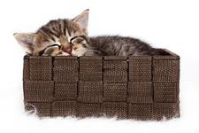 Baby-Katzen als Gäste bei rundem Geburtstag
