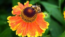 Kostenfreies Webinar zum Thema Insektengiftallergie