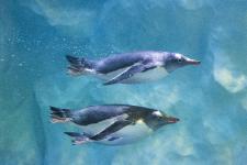 Pinguine zurück am Bodensee